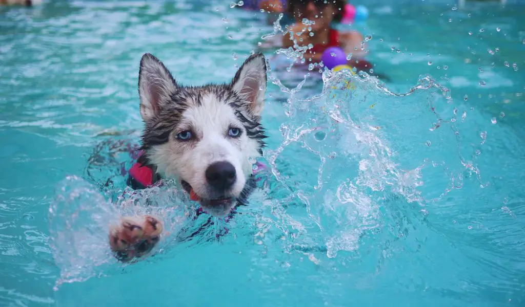 dog in pool