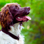 Are Springer Spaniels Good Working Dogs?