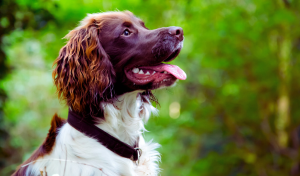 a springer spaniel dog