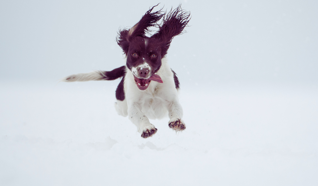 a springer spaniel jumping in the snow