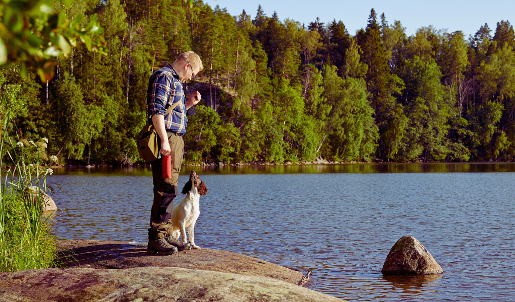 a springer spaniel water training