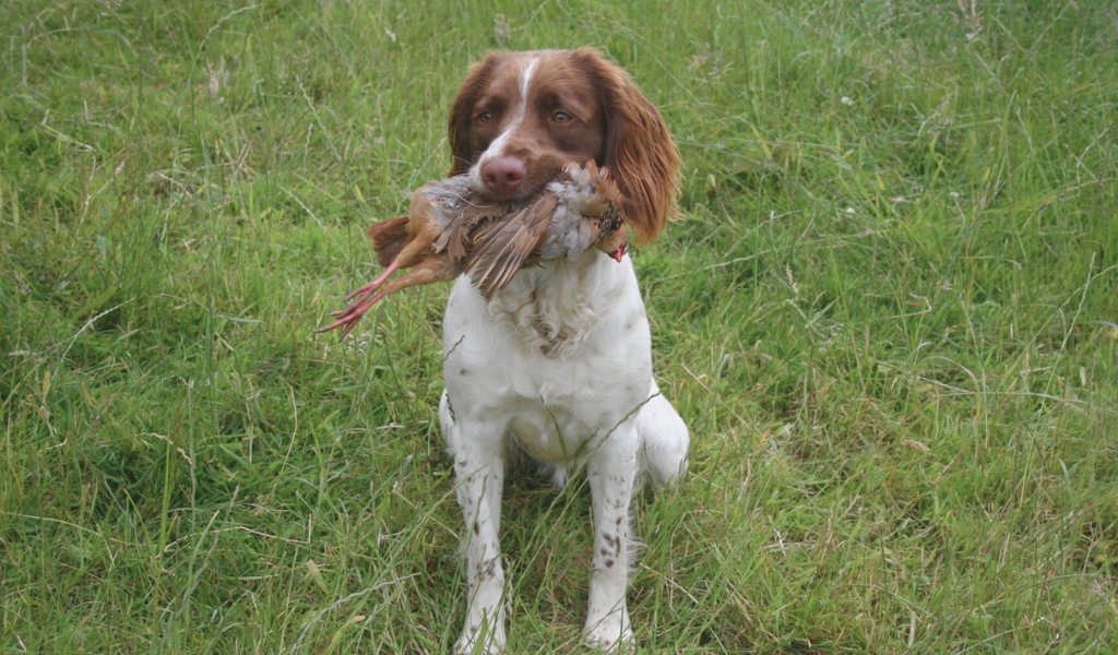 Are Springer Spaniels Good Working Dogs?