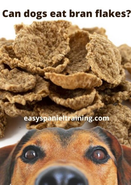 can-dogs-eat-bran-flakes-5-things-you-should-know-easy-spaniel-training