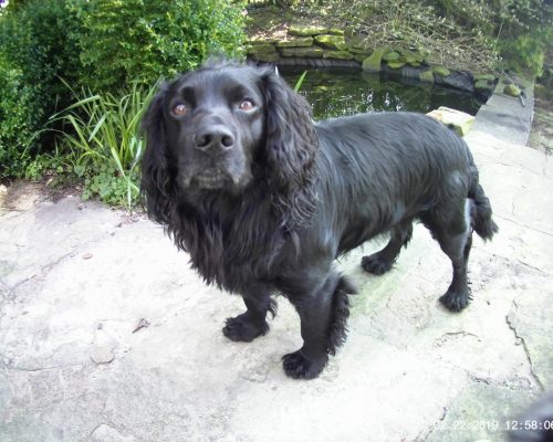 why are cocker spaniels tails docked