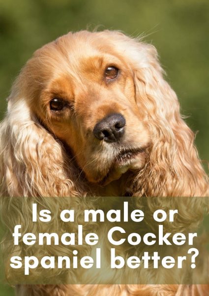 is it better to get a male or female cocker spaniel