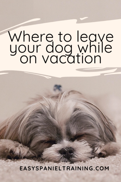 Where to leave your dog while on vacation - Easy Spaniel Training