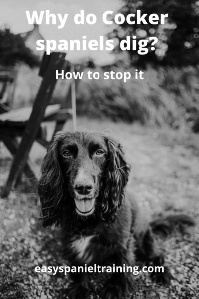 Why do Cocker spaniels dig? How to stop it easily and quickly