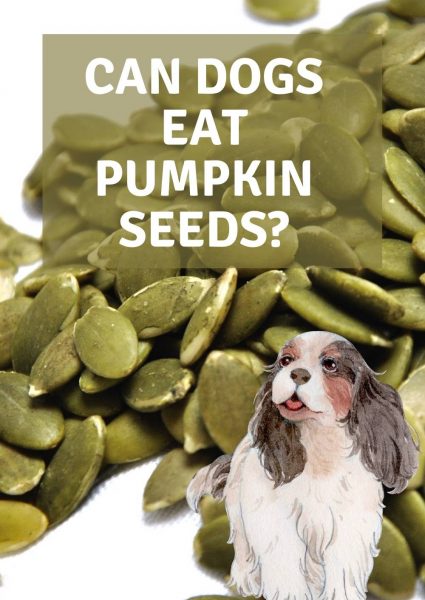 can dogs have pumpkin seeds