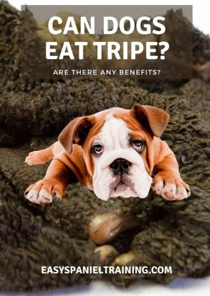 can dogs eat raw tripe