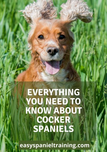 Everything you need to know about Cocker spaniels - Easy Spaniel Training