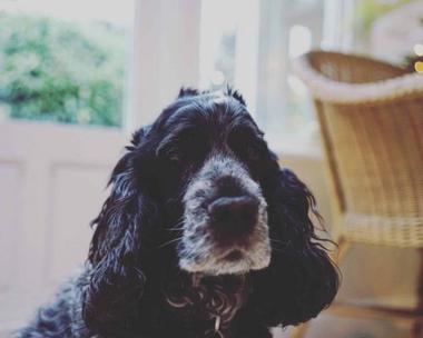are cocker spaniels good dogs for a family