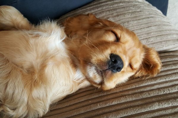 how much exercise does a 4 month old cocker spaniel need