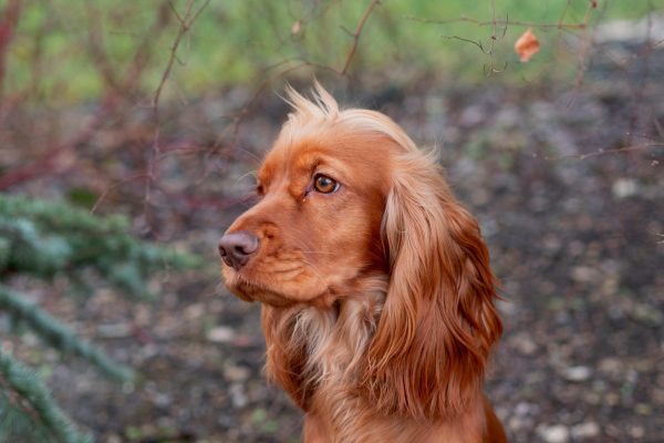 how often should you walk a cocker spaniel