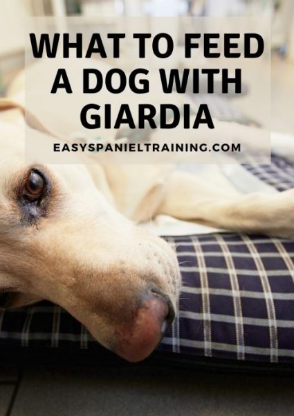 What to feed a dog with Giardia? - Easy Spaniel Training